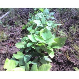 Cold Stream Farm shagbark hickory plant