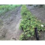 Cold Stream Farm hornbeam tree plants
