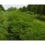 Cold Stream Farm black locust trees