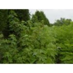 Cold Stream Farm silver maple tree