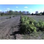 Cold Stream Farm sugar maple trees
