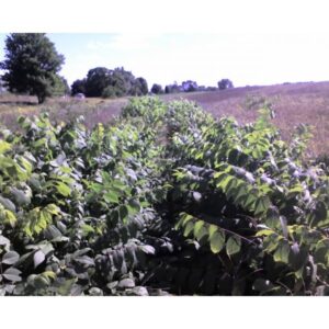 Cold Stream Farm black walnut plant