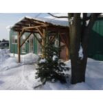 Concolor fir Cold Stream Farm