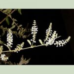 Butterfly bush flowering Cold Stream Farm