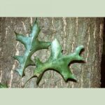 Cold Stream Farm pin oak green leaves