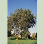 Cold Stream Farm elm mature tree