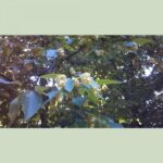 Cold Stream Farm hophornbeam
