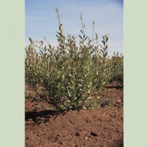 Cold Stream Farm sand cherry bush