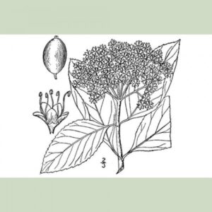 Cold Stream Farm witherod viburnum drawing