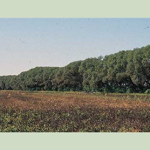 Cold Stream Farm hybrid willow tree line