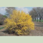 Cold Stream Farm forsythia lynwood gold plant