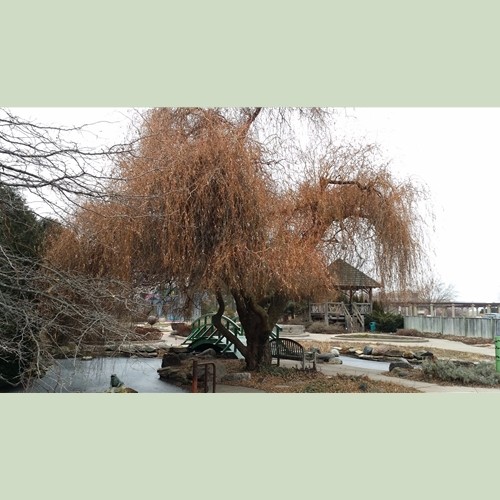 Cold Stream Farm corkscrew willow tree on river