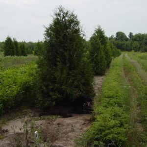 Cold Stream Farm mature white cedar