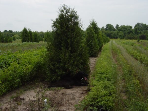 Cold Stream Farm mature white cedar