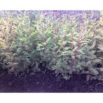 Bald cypress transplant bed Cold Stream Farm