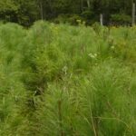Austrian pine Cold Stream Farm