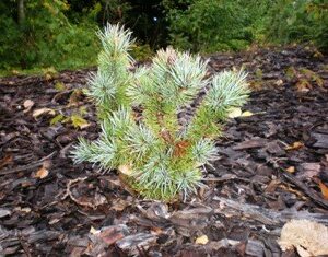 Bristlecone pine transplant Cold Stream Farm