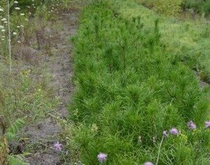 Jack pine seed bed Cold Stream Farm