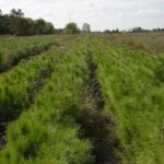 Red pine seed beds Cold Stream Farm