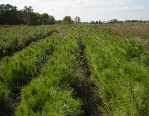 Red pine seed beds Cold Stream Farm