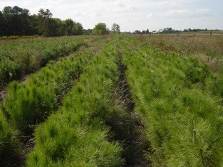 Red pine seed beds Cold Stream Farm