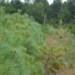 White pine transplant beds Cold Stream Farm