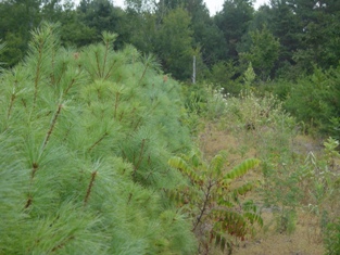 White pine transplant beds Cold Stream Farm