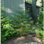 Giant sequoia tree Cold Stream Farm