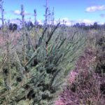 Black spruce transplant Cold Stream Farm