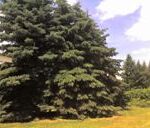 Blue spruce tree Cold Stream Farm