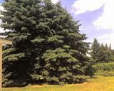 Blue spruce tree Cold Stream Farm