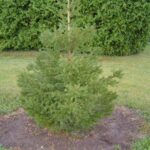 Norway spruce tree Cold Stream Farm