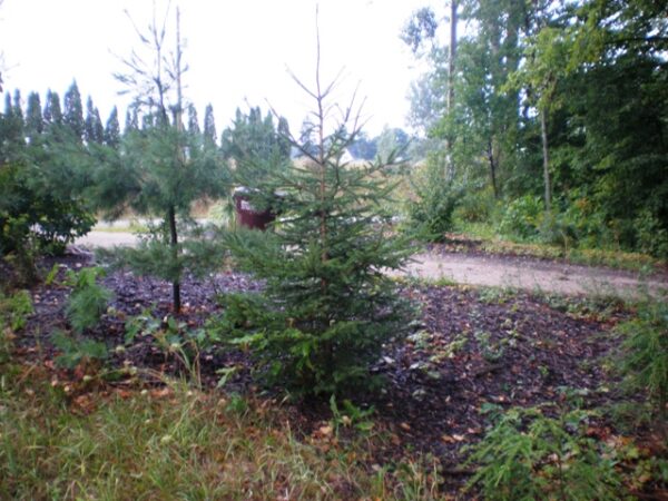 White spruce tree Cold Stream Farm