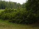 Northern bayberry plant Cold Stream Farm