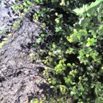 Bearberry plant Cold Stream Farm