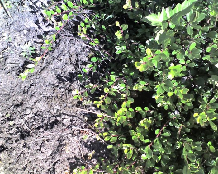 Bearberry plant Cold Stream Farm