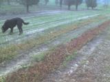 Magenta crabapple seed beds Cold Stream Farm