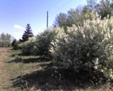 Midwest crabapple tree Cold Stream Farm