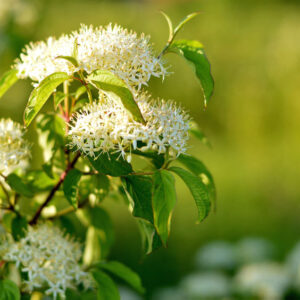 Cold Stream Farm pagoda dogwood flower