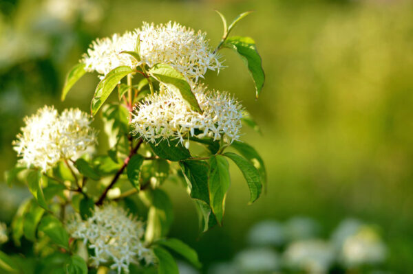 Cold Stream Farm pagoda dogwood flower