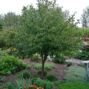 Siberian crabapple tree Cold Stream Farm