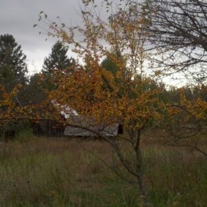 Zumi crabapple tree Cold Stream Farm