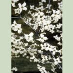 Flowering white dogwood branch Cold Stream Farm