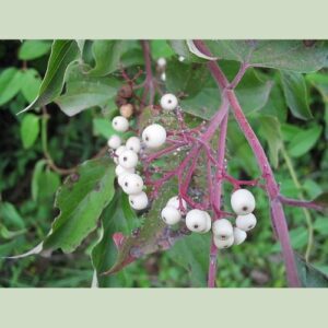 Gray dogwood berries and leaves Cold Stream Farm