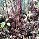 Red osier dogwood plant Cold Stream Farm