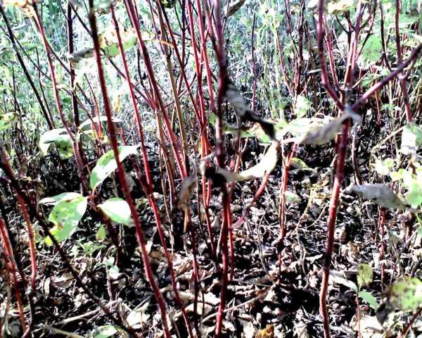 Red osier dogwood plant Cold Stream Farm