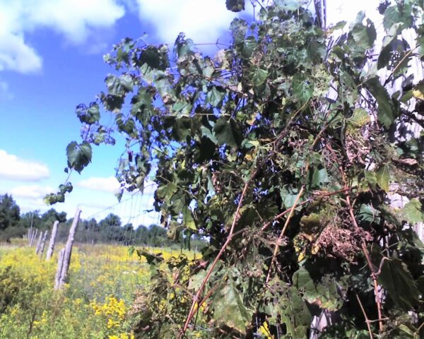 Cold Stream Farm wild grapes on fence