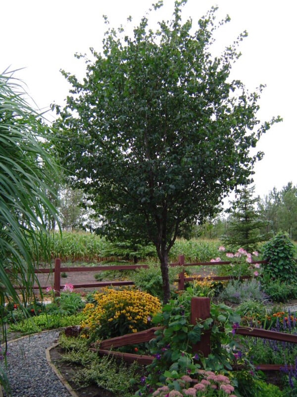 Cold Stream Farm Washington Hawthorn tree