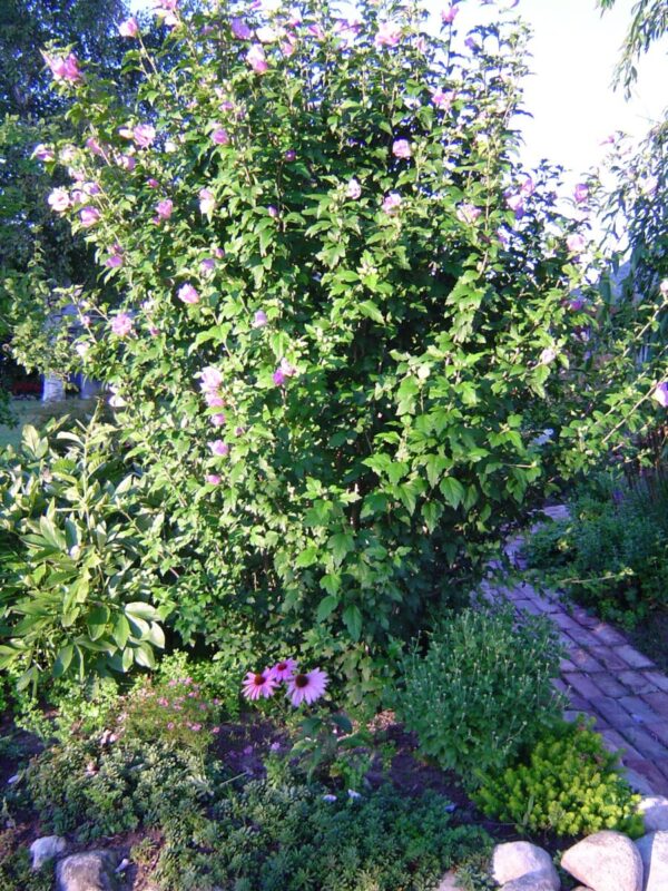 Cold Stream Farm rose of Sharon mature