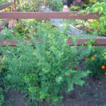Cold Stream Farm Indian currant plant